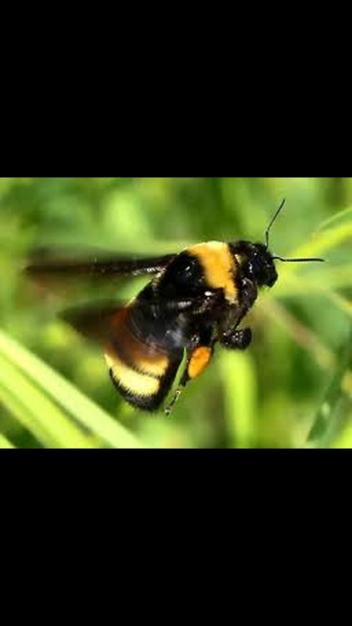 Bees Showing High Aluminium Levels?