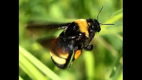 Bees Showing High Aluminium Levels?