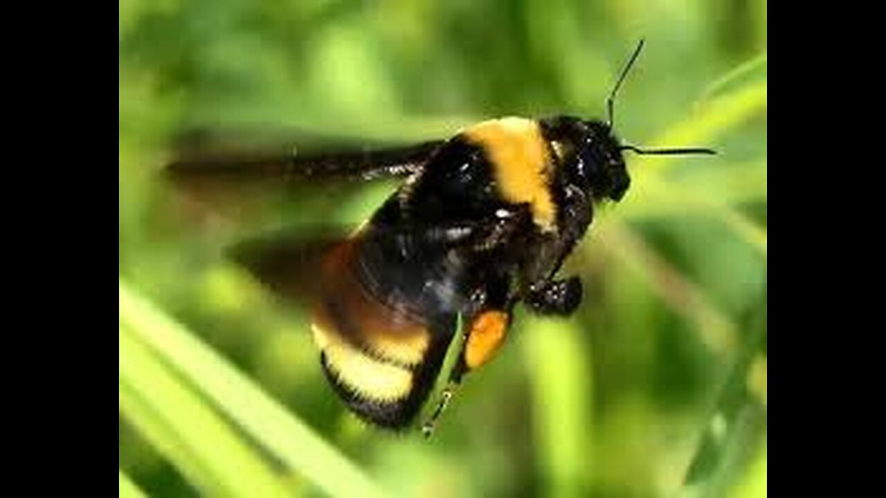 Bees Showing High Aluminium Levels?