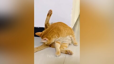 Funniest cat video of 2025