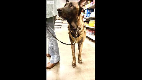 Cowboy the Belgian Malinois is bored at Walmart but happy showing off at thrift store.🦮😂😂❤️