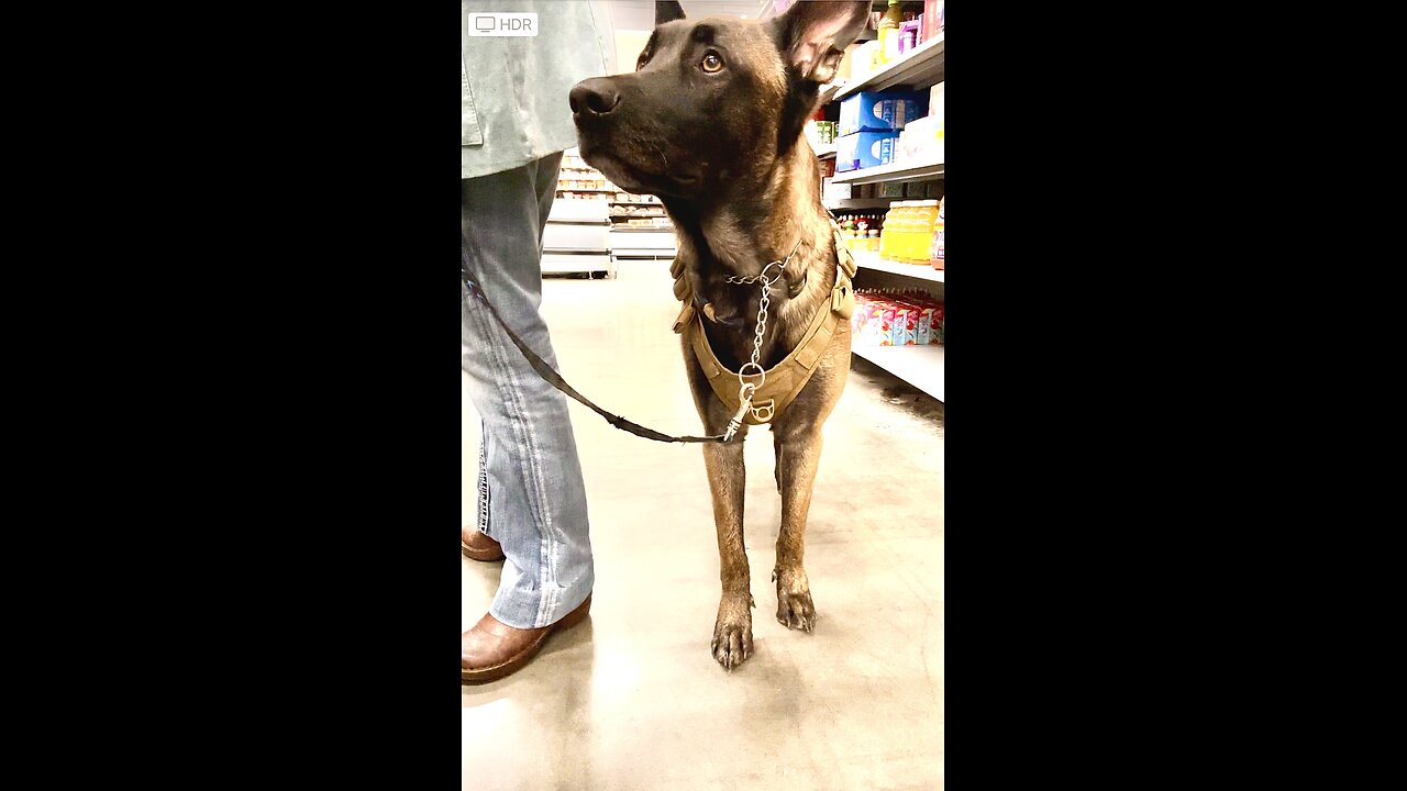 Cowboy the Belgian Malinois is bored at Walmart but happy showing off at thrift store.🦮😂😂❤️