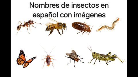 insect names in spanish with pictures 2025