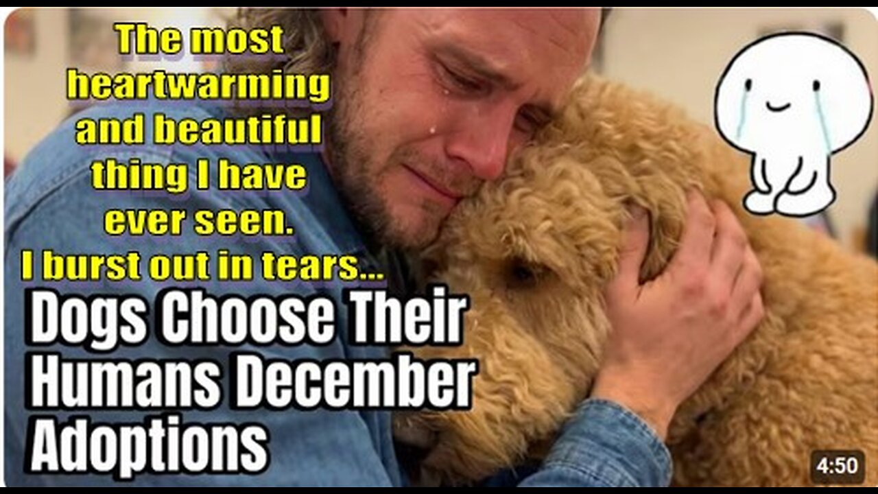 December Adoptions: When Dogs Choose Their Humans