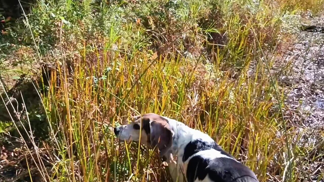 Bandit