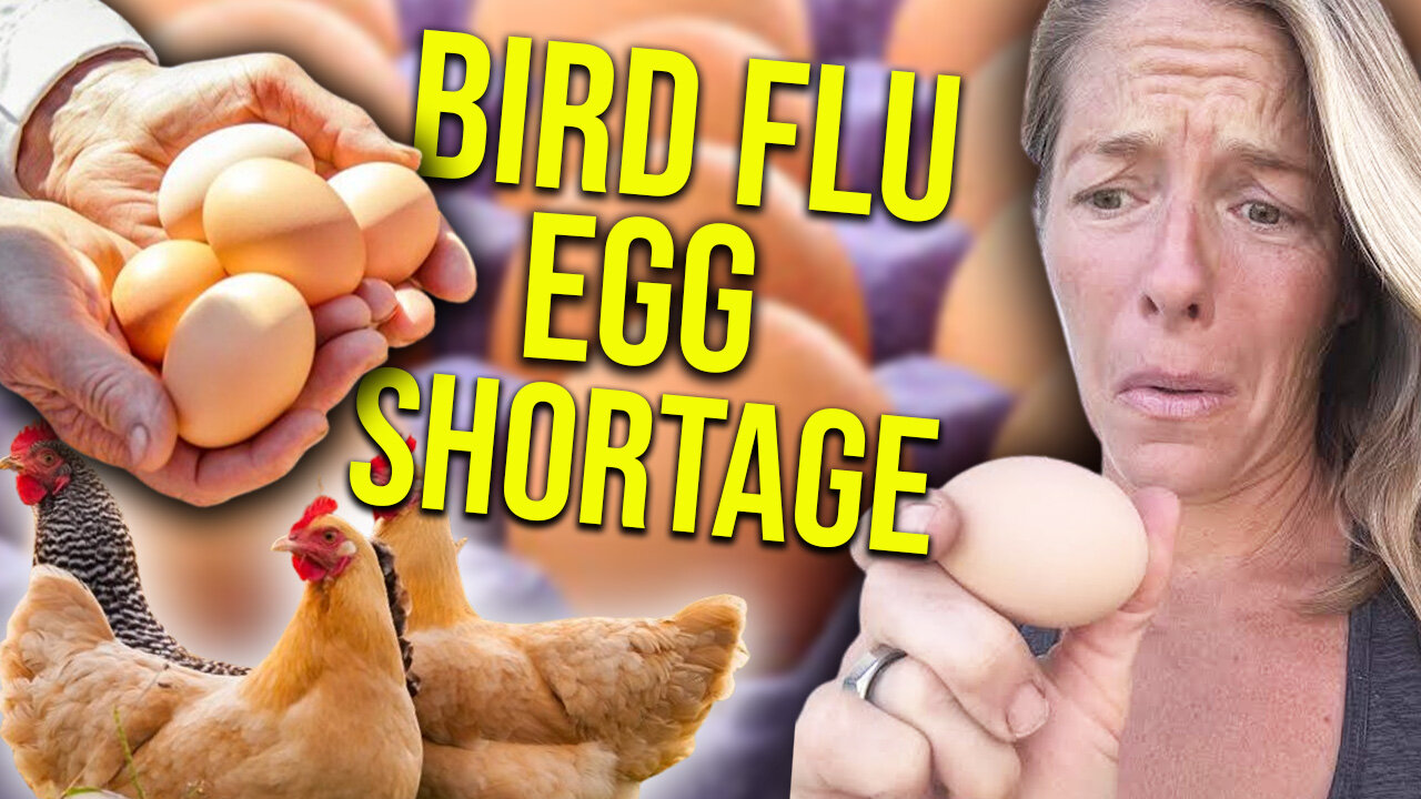 No eggs! Bird flu blamed for shortage || Joel Salatin