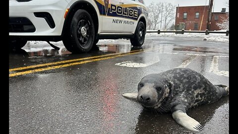 Mysterious Seal Found In New Haven, Connecticut