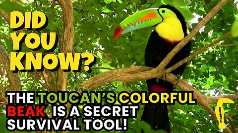 Did You Know? The Toucan’s Colorful Beak is a Survival Tool!
