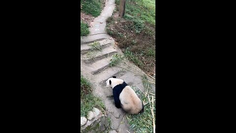 This Panda Fakes Pregnancy 😳🐼”
