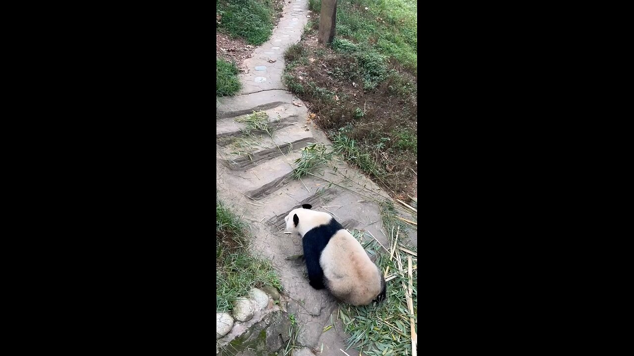 This Panda Fakes Pregnancy 😳🐼”