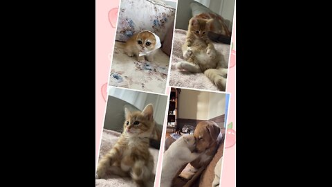 cute dogs and cats - cute pets