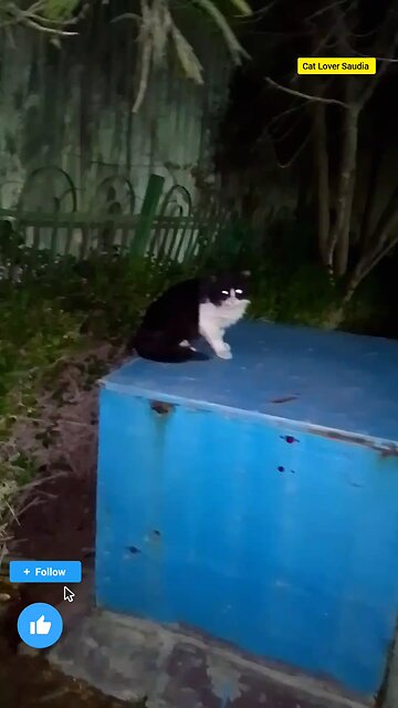 Cute Cat lover Saudia awsome video in garden everyone like the fan Facebook post vairal cat lover