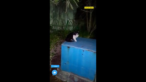 Cute Cat lover Saudia awsome video in garden everyone like the fan Facebook post vairal cat lover