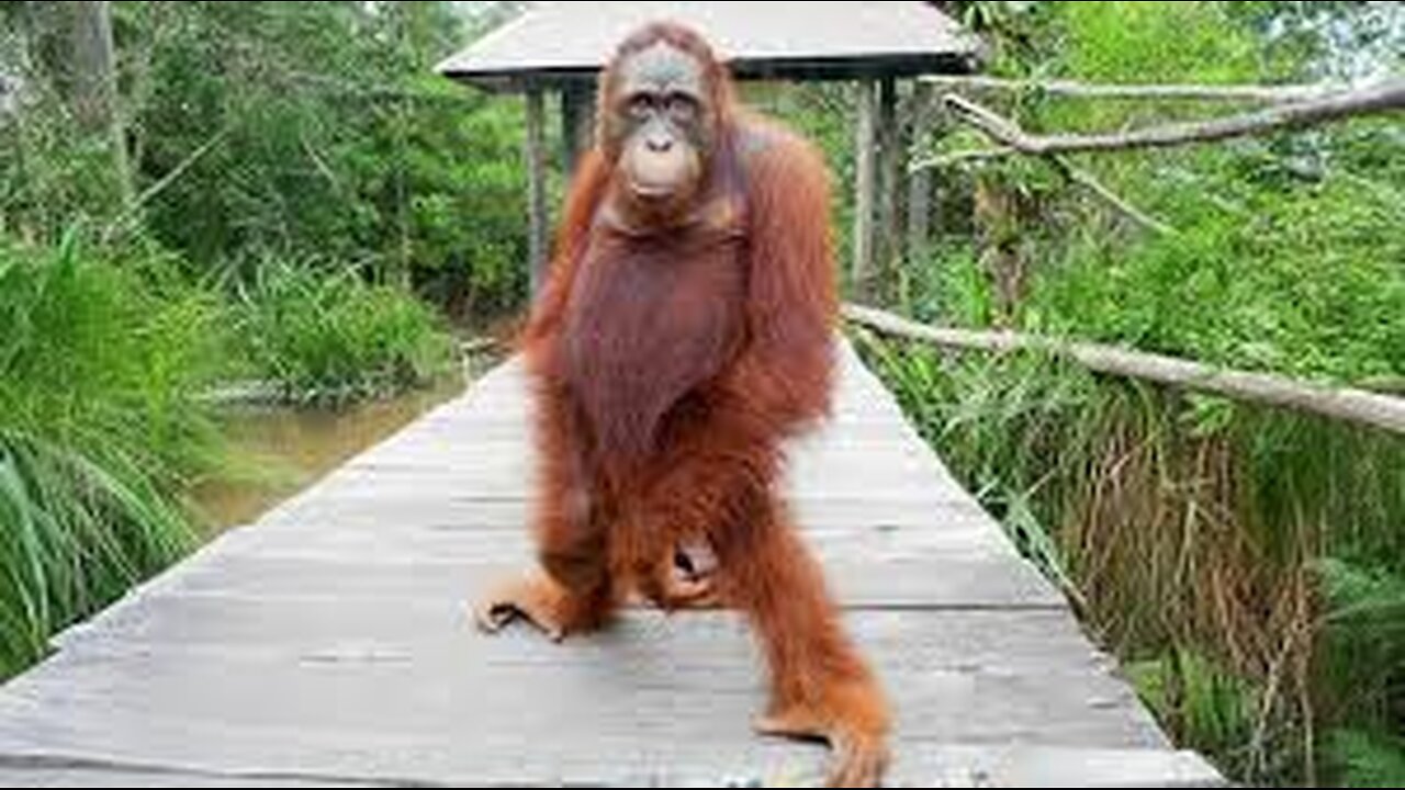 Animals Can't Stop Being Hilarious on the Internet 🤣 Funny ANIMALS Video 2025