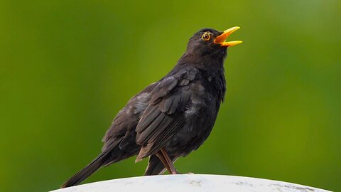 Male Blackbird Singing on Top of a Lamppost