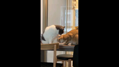 🐱 Epic Cat Showdown! Funny Cat Fight Reactions 😂