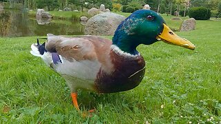 The Dine and Dash Drake Has Most of His Colours Back Already