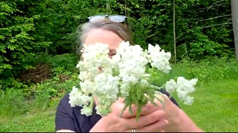 YARROW ~ FORAGING FOR NATURAL MEDICINE 👊