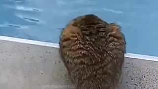 Cats Around Water