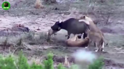 Lions Fight Back with Deadly Horns 🦁 165 Wild Nature Fights - Wildlife Animal