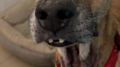 Senior Doggy Shows Off Buck Teeth