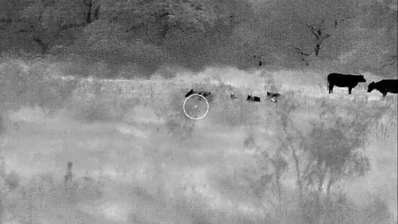 6.8 SPC Hammer Time Hog & Coyote Hunt