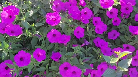 Petunias in the Morning Sun
