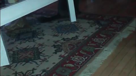 👀🐾 Orbs Attack Cat—Paranormal Footage You Need To See! | TheHauntingHour