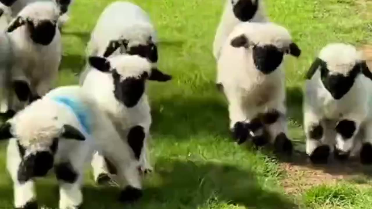 Unleashing their inner joy 😊