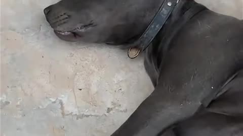 Dog's Comedy Videos 🤣 so cute videos and puppies comedy scenes 🤣😁 so cute 🥰🥰