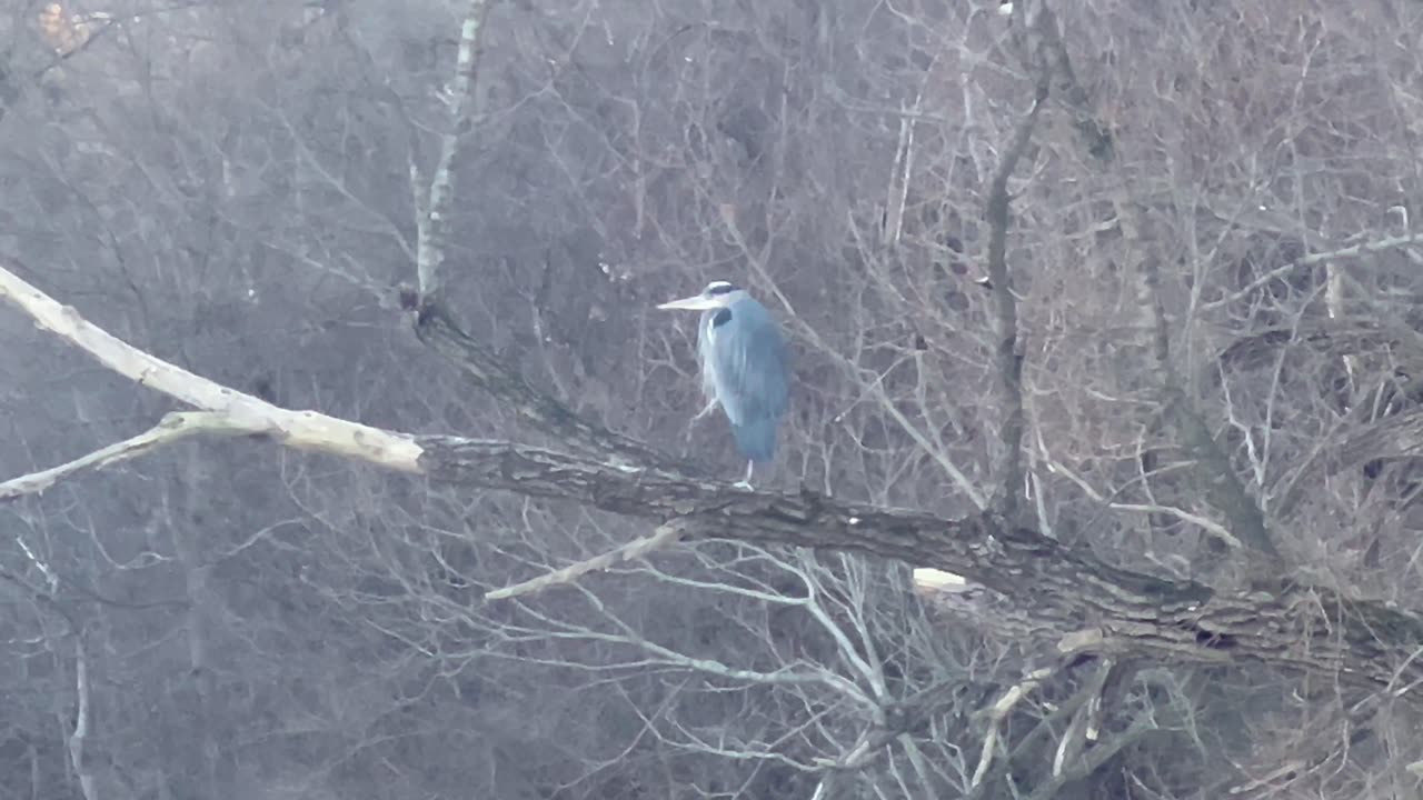 Great Blue Heron and the flying American Mergansers