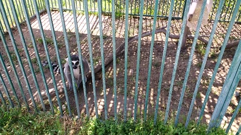 Ring tailed lemur hopping upon the side of his exhibit