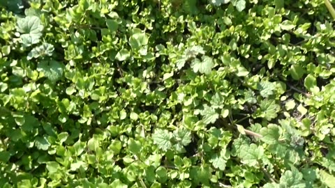 Onion crop failure =Free Chicken Food