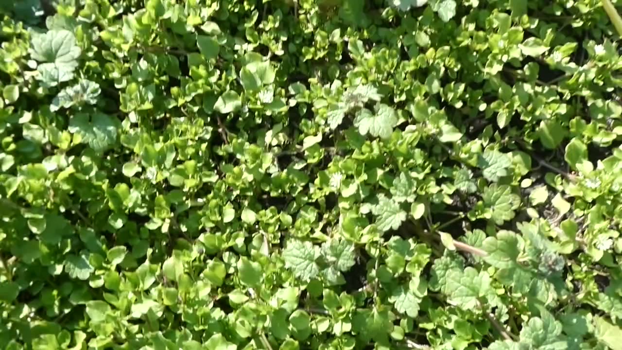 Onion crop failure =Free Chicken Food