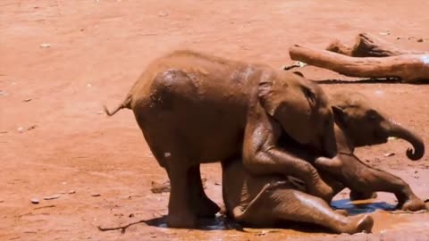 FUNNY ANIMALS CLIPS COMPILATION