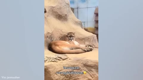 Funny and Crazy Animals that will Brighten you Day! Dogs and Cats Videos