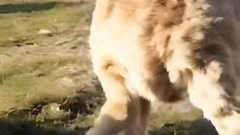 🧿👹 Creepy AI Dogs Video! Real or Fake? You Decide | TheHauntingHour