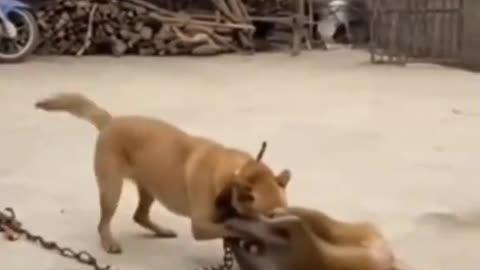 Dog vs Monkey | Funny Animal Face-Off