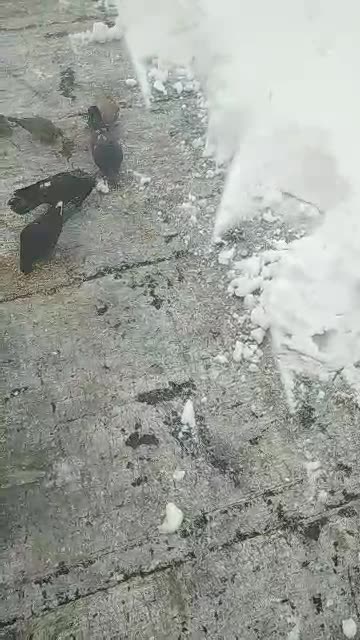 still Snowy in March, But My Pigeons Gotta Eat!