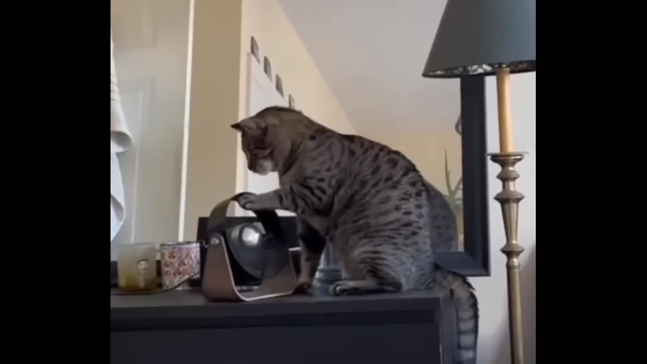 😅Funny cat videos