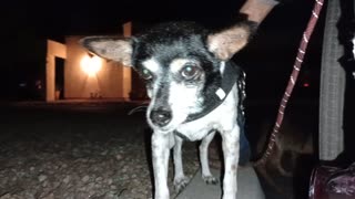 Villanova ChaCha night doggie walk midway rest stop _20251007_004840311