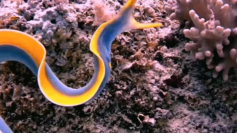 STUNNING RIBBON EEL
