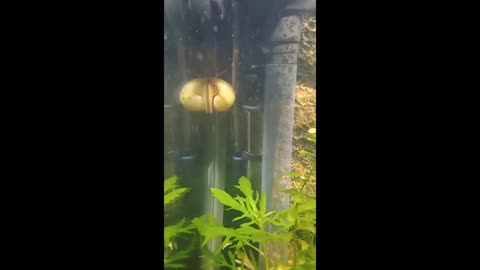 TNFISHKEEPER.COM™ 🐠 THE MYSTERY SNAIL #FISHCAM