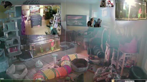 Meownday with The Cat Ranch Crew