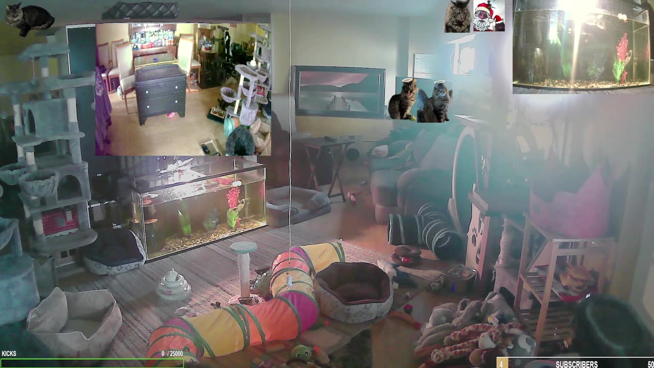 Meownday with The Cat Ranch Crew