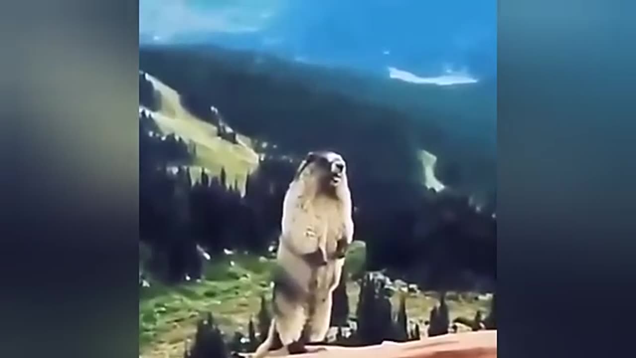 Funny memes and videos