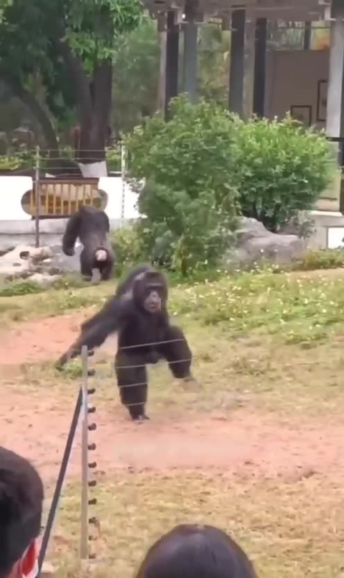 I got a present for you zoo visitors 😝