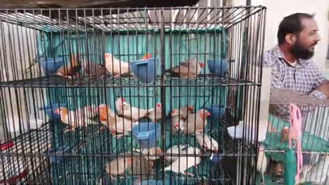 Birds market karachi 7/12/25