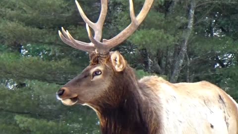 Elk