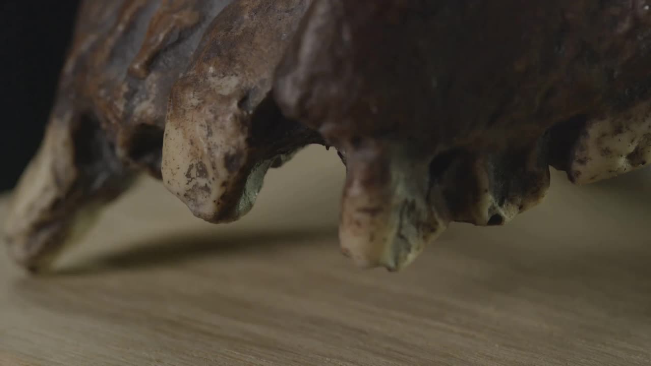 現生人類の祖先？“誕生の瞬間”を3分で解説